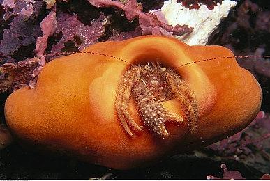 资源管理模拟游戏《医魔商道》实机预告 5月3日发售